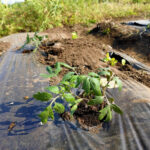プレゴールデンウィーク；夏野菜であるトマトの定植とにんじんの収穫をしてきました。